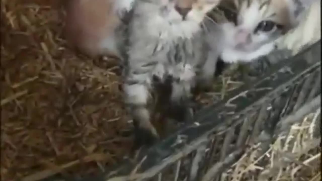 Hen protecting kittens from cold