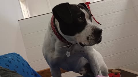 Lumber foster doggie at TRN _20250518_130907616