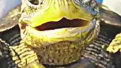 Sonic And The tURTLE hAPP