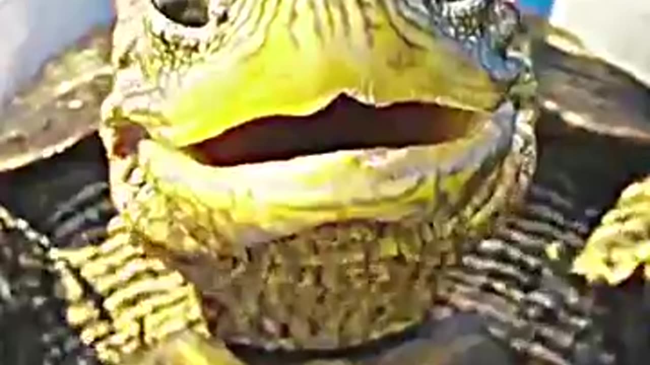 Sonic And The tURTLE hAPP
