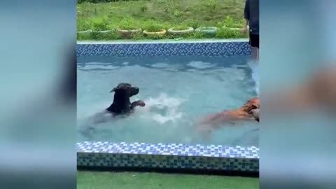 Funniest Cats and Dogs Clip