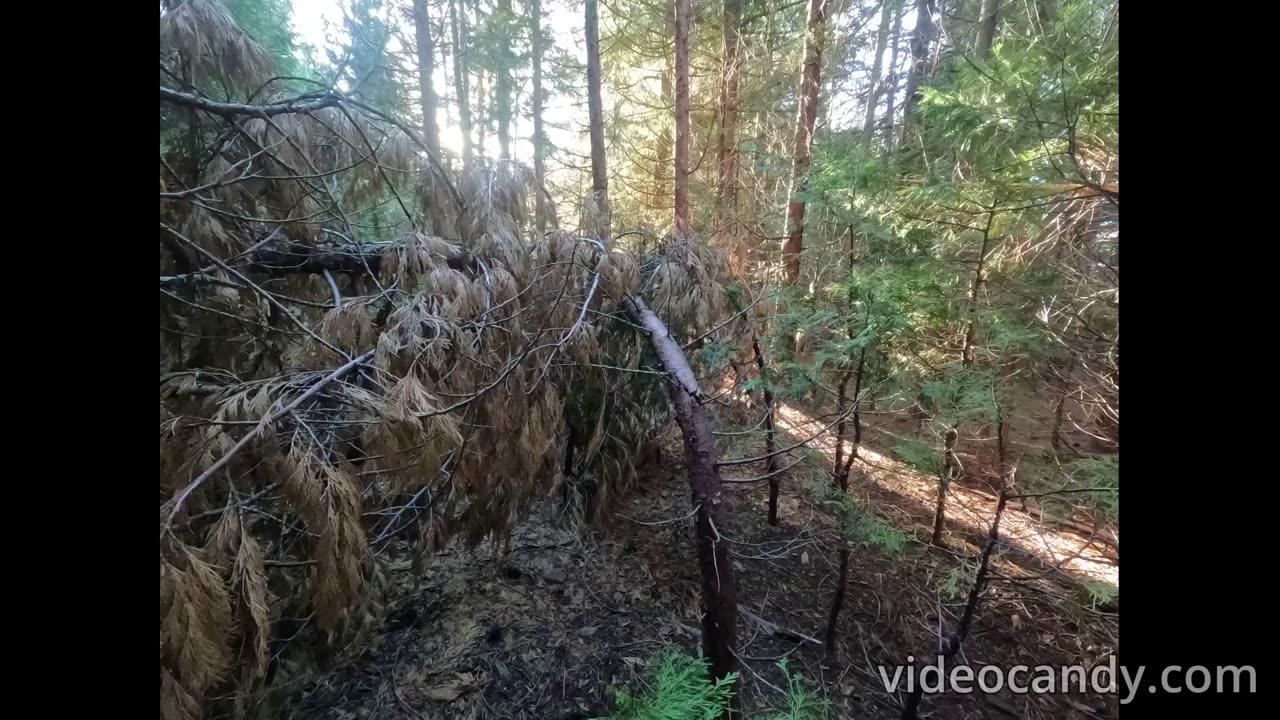 Bigfoot Evidence - Marker Trees and how to understand them