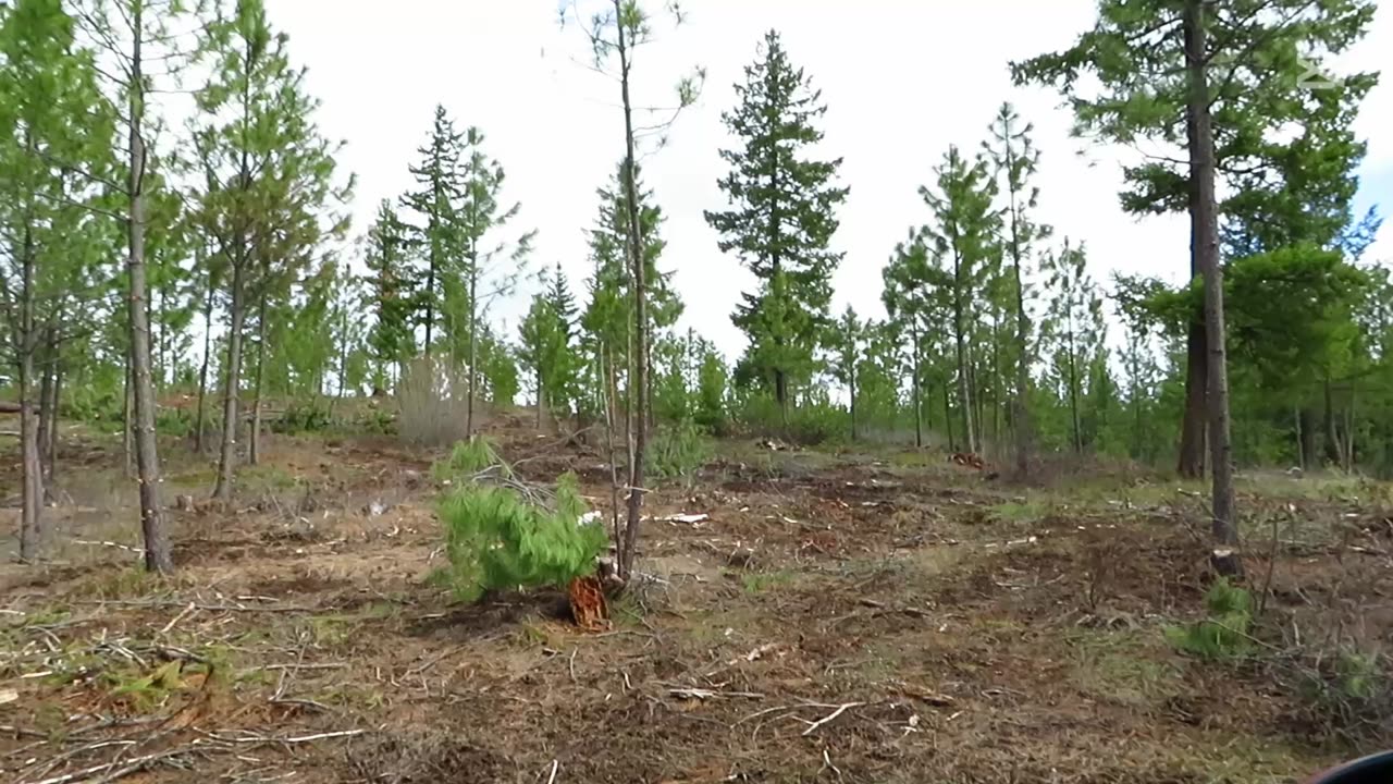 Of Glacire Lilies and Excavators