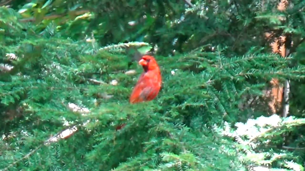 Cardinal