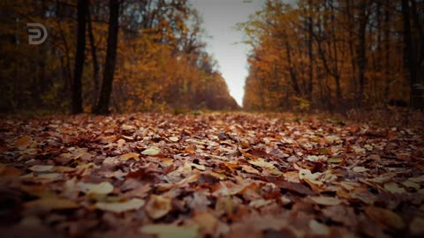 In Christ, You Are Free | Derek Prince