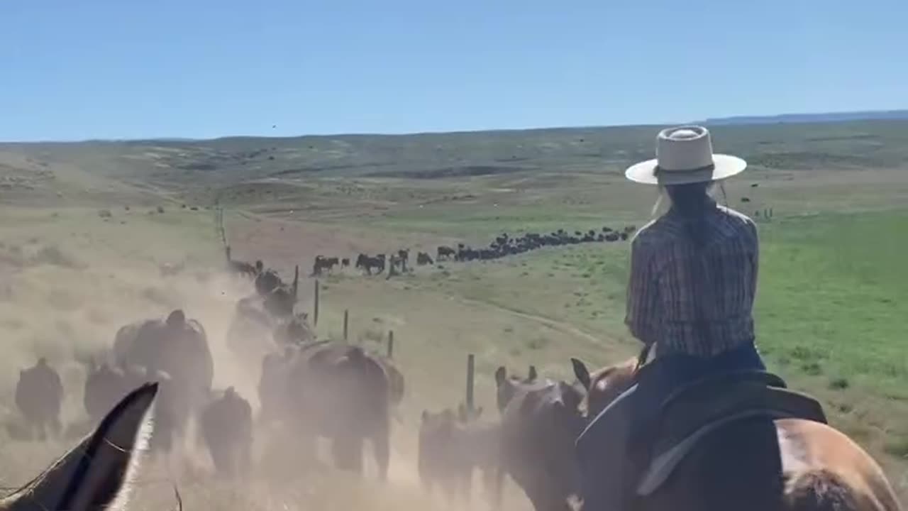 From the Hills to the Fields. cartercountrymeats.com