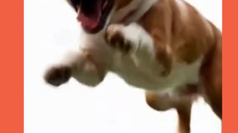 Puppy Dance Party 🐶