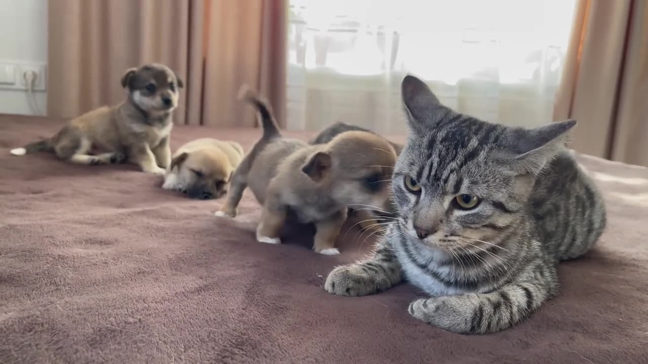 Funny Cat Reaction to Puppies