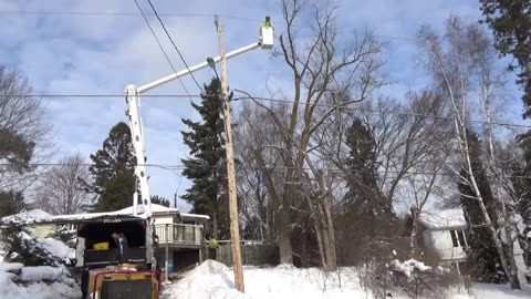 [4K] Tree Removal! #5 Safely lower & remove Manitoba Maple tree & Elm tree!