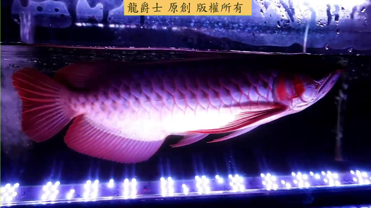 【龍爵士】千問千答 Q179-龍魚鱗片有裂痕