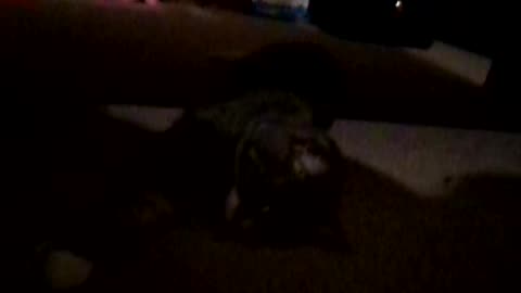 Comfortable Sally being comfortable under the table, yawning, streching, and just plain adorable!