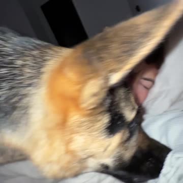 The reality of owning a German Shepherd...