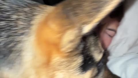 The reality of owning a German Shepherd...