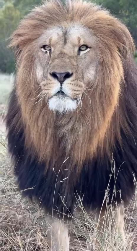 Listen to your universe