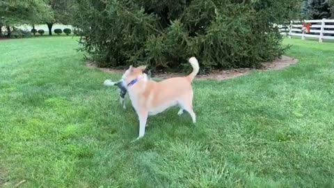 You Won’t Survive the Laughs — Hilarious Dogs & Cats Compilation! 🐾🤣