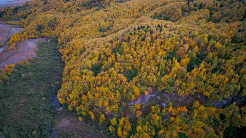 Classical Lofi Vibes for Study Time