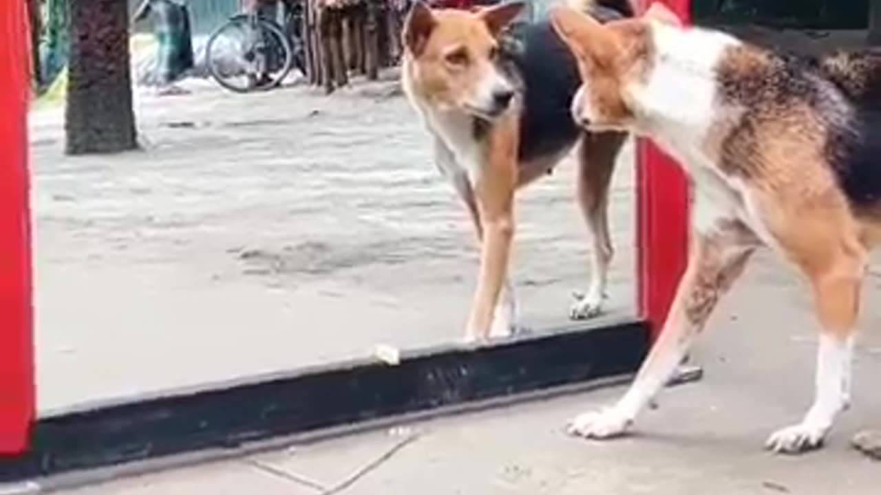 Dog mirror prank | He doesn't like himself 😂 #funny #dog #dogmirror #shorts