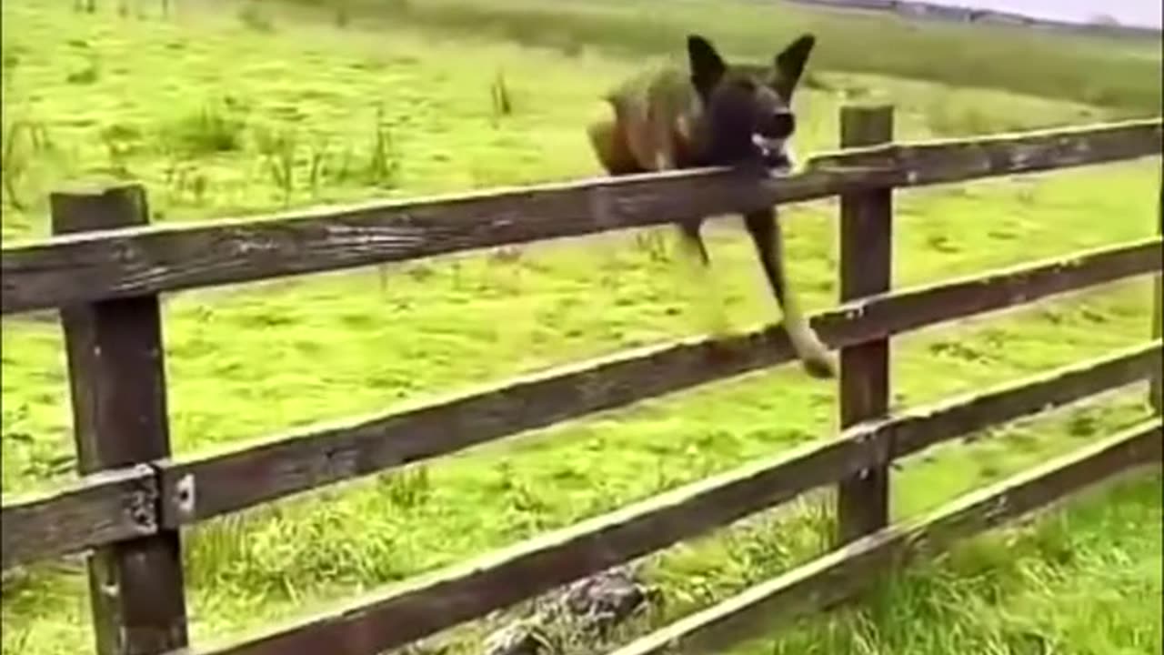 Cute dog and cat playing -Funny animals 2025