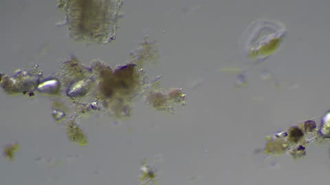 Ditch Water Microorganisms
