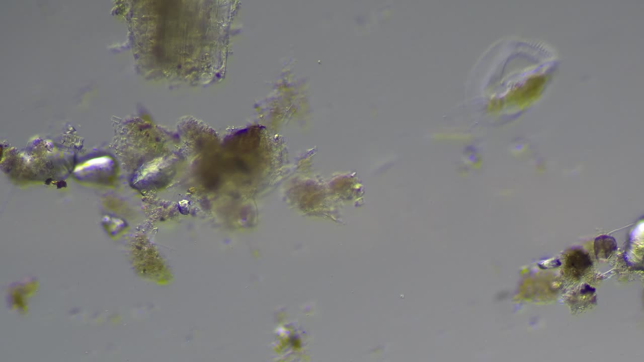 Ditch Water Microorganisms