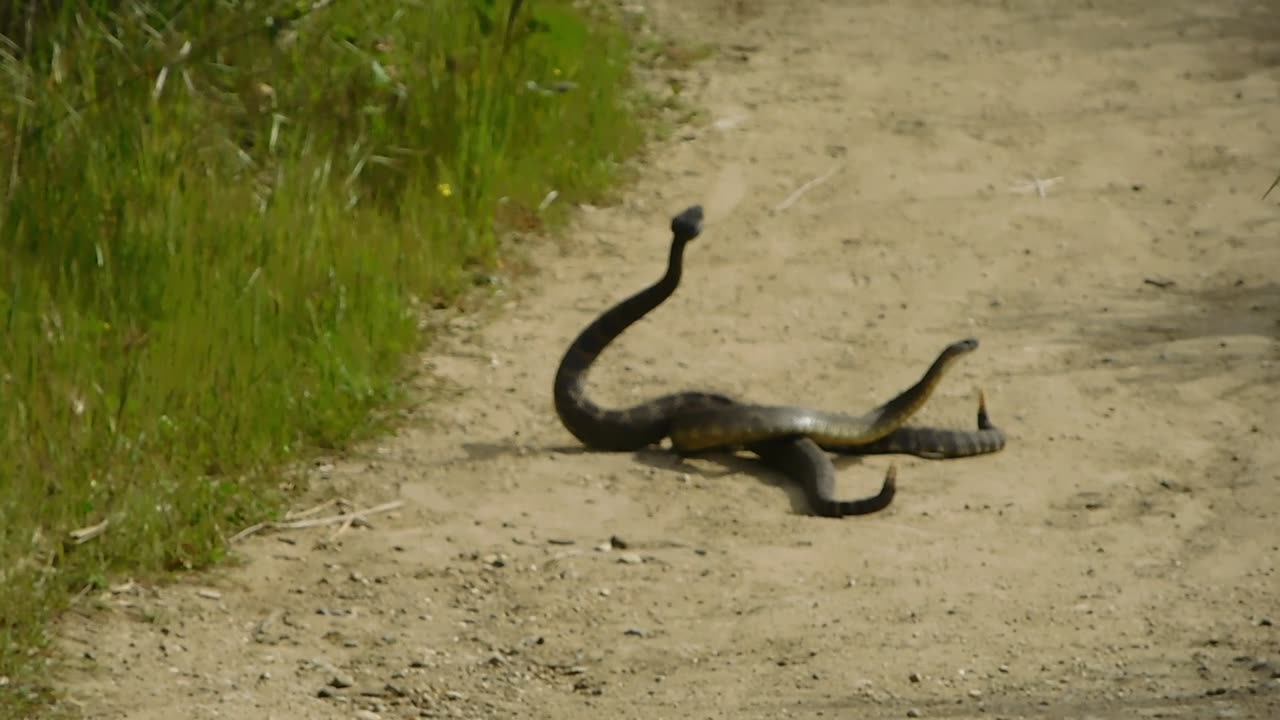 Rattlesnake VS Rattlesnake