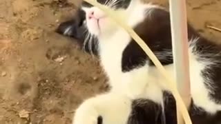 😂🐶 12naps a Day! | FunFM