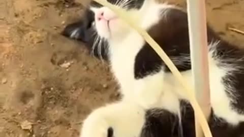 😂🐶 12naps a Day! | FunFM