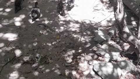 duck
