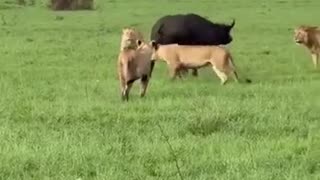 🤯🔥 You Won't Believe This Act of Pure Courage! | FunFM