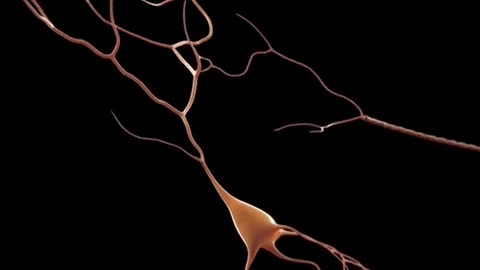 Working Of Human Brain 3D Animation