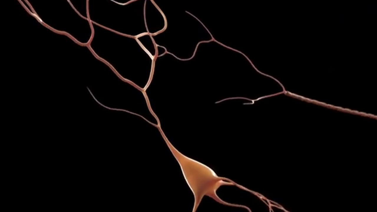 Working Of Human Brain 3D Animation