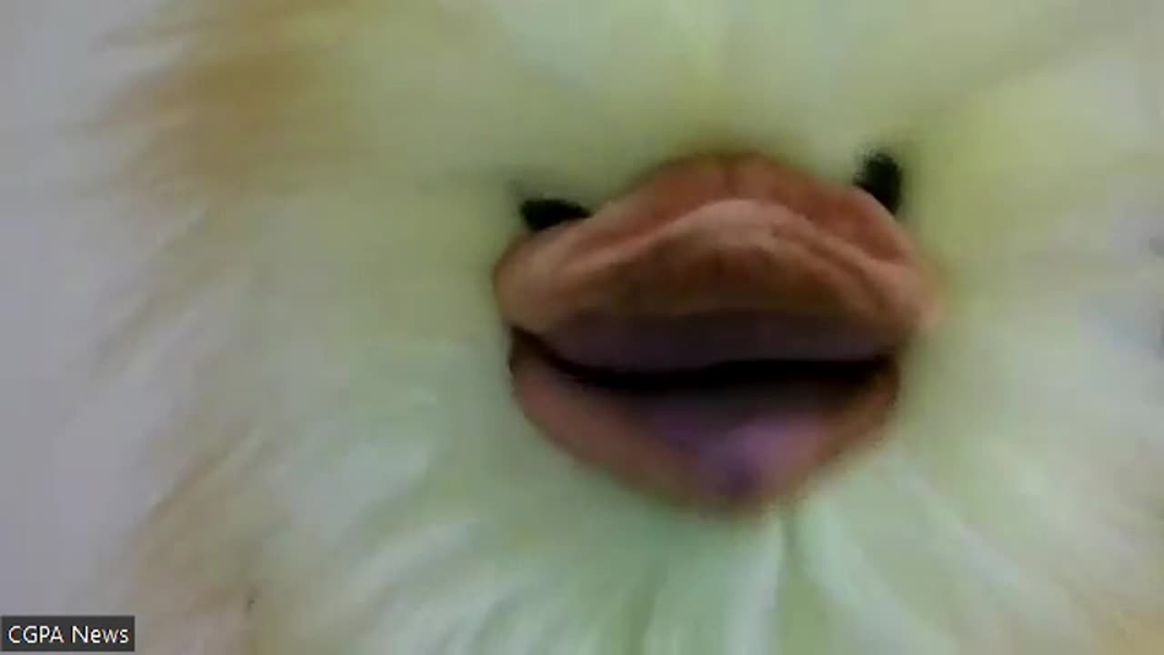 Opinion ...Can Chrystia Freeland Save Ukraine?