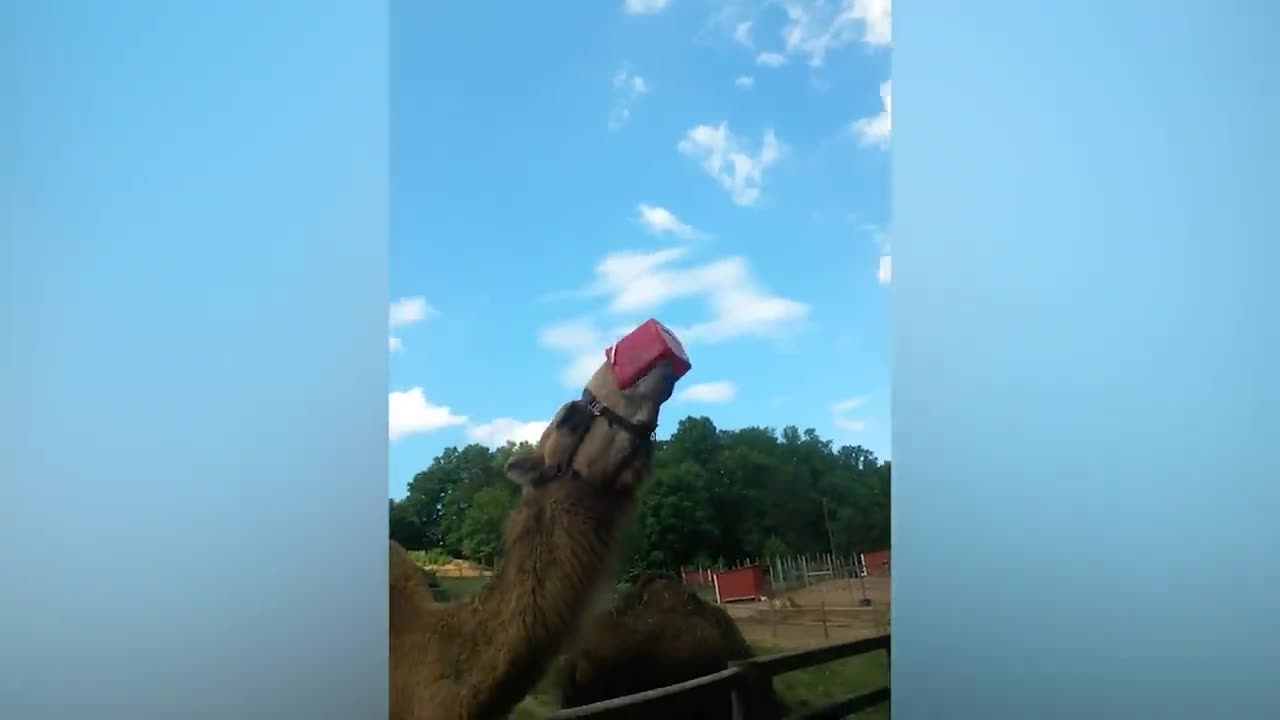 funny animal video with kids