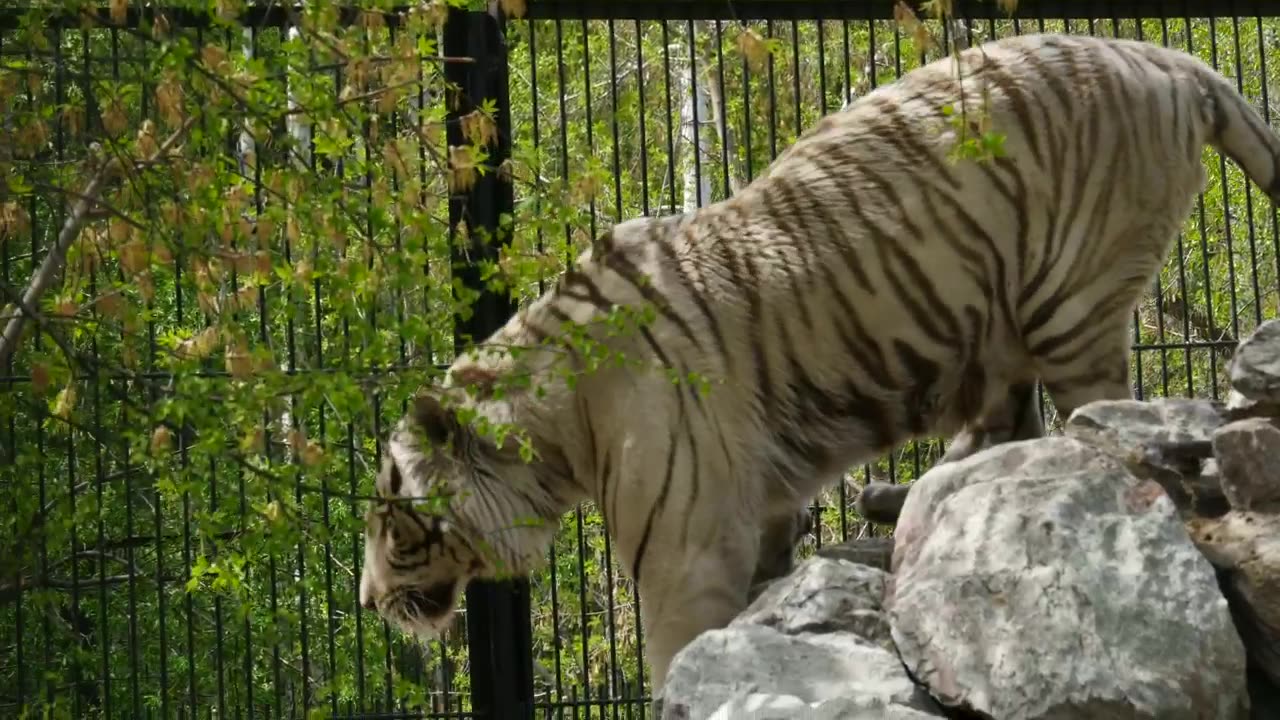 White tiger climbing rocks at the zoo