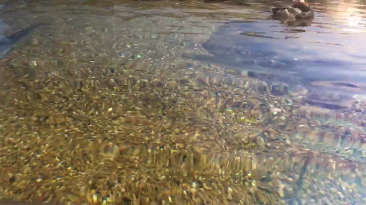 Stingray & Duck