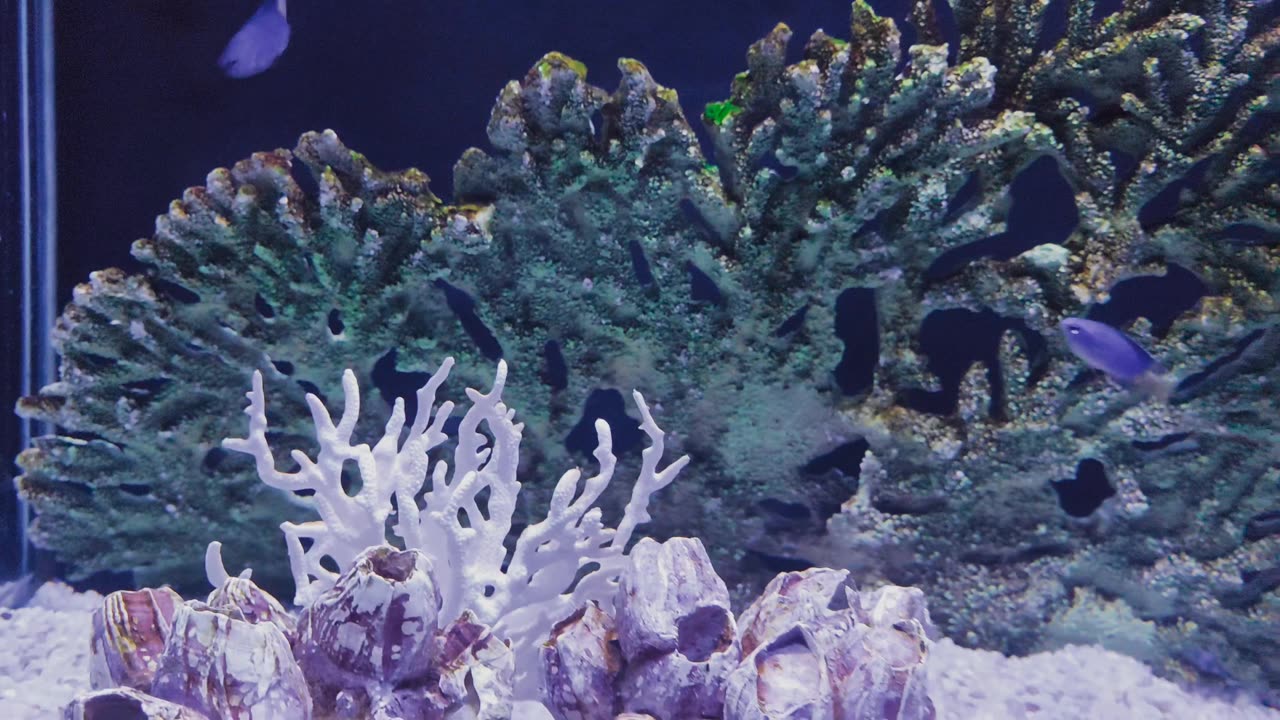 Phuket - Aquaria ll. (Thailand)