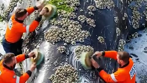 Rescuers rescue giant whale with high-tech jet