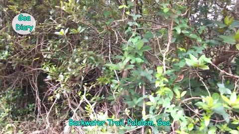 Backwater Trail near Palolem beach