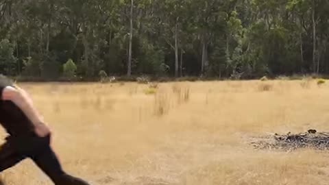 if animal did parkour