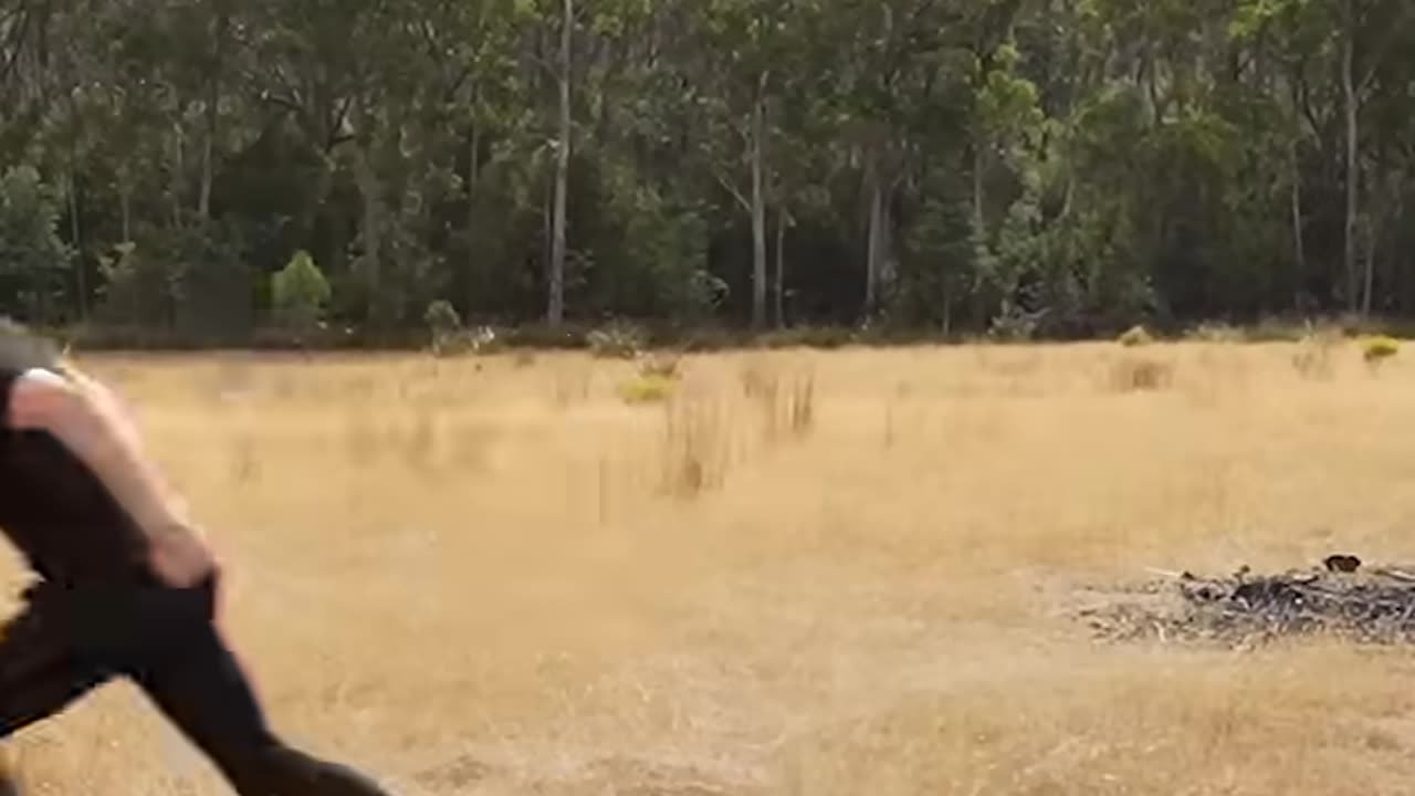 if animal did parkour