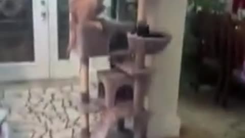 Dogs In Places They Don't Belong!