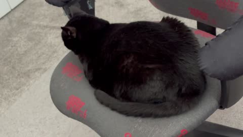Precious Piper Shows How to Wrap Your Tail Around Your Body - Adopting a Cat from a Shelter Vlog