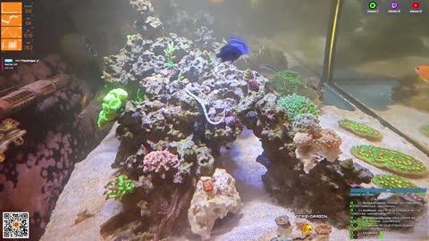24/7 Real Live Reef Stream