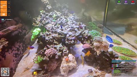 24/7 Real Live Reef Stream