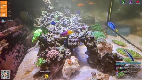 24/7 Real Live Reef Stream