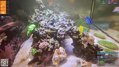 24/7 Real Live Reef Stream