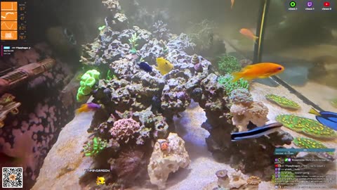 24/7 Real Live Reef Stream