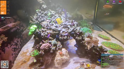 24/7 Real Live Reef Stream
