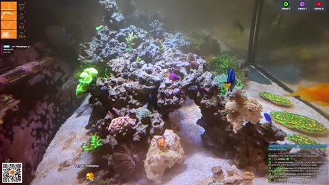 24/7 Real Live Reef Stream
