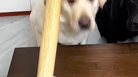 Dog's Comedy Videos 🤣 so cute videos 😍 funny videos 🤣